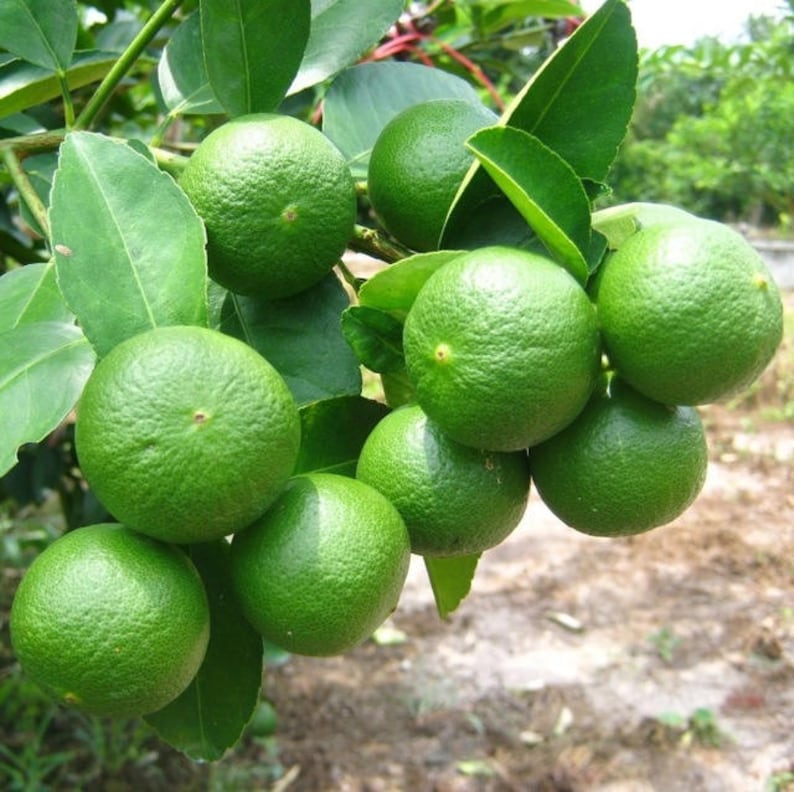 Puede incluir: Un racimo de limas verdes colgando de una rama de &aacute;rbol. Las limas son redondas y tienen una piel lisa y brillante.