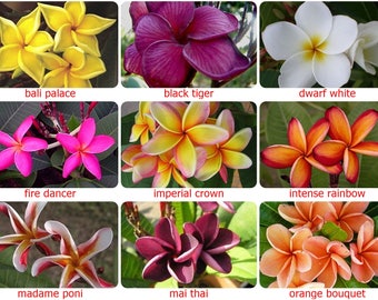 5 Fresh Thai Frangipani Flower Seeds, PLUMERIA RUBRA, choose variety - pink, black violet, yellow, orange, white, red seed, lovely scent