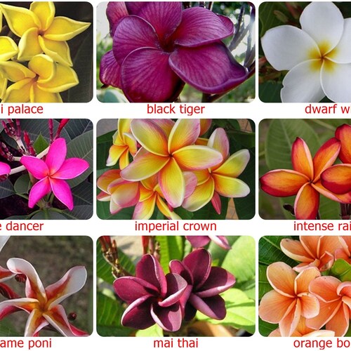 5 Fresh Thai Frangipani Flower Seeds, PLUMERIA RUBRA, choose variety - pink, black violet, yellow, orange, white, red seed, lovely scent