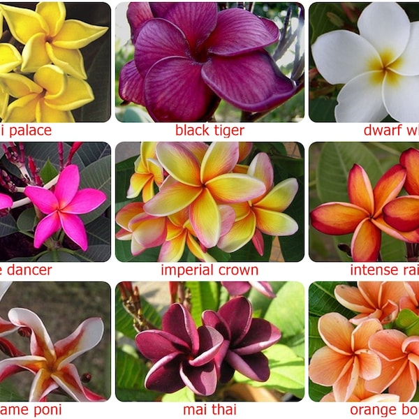 5 graines fraîches de fleurs de frangipanier thaïlandais, PLUMERIA RUBRA, choisissez la variété - rose, violet noir, jaune, orange, blanc, graine rouge, joli parfum