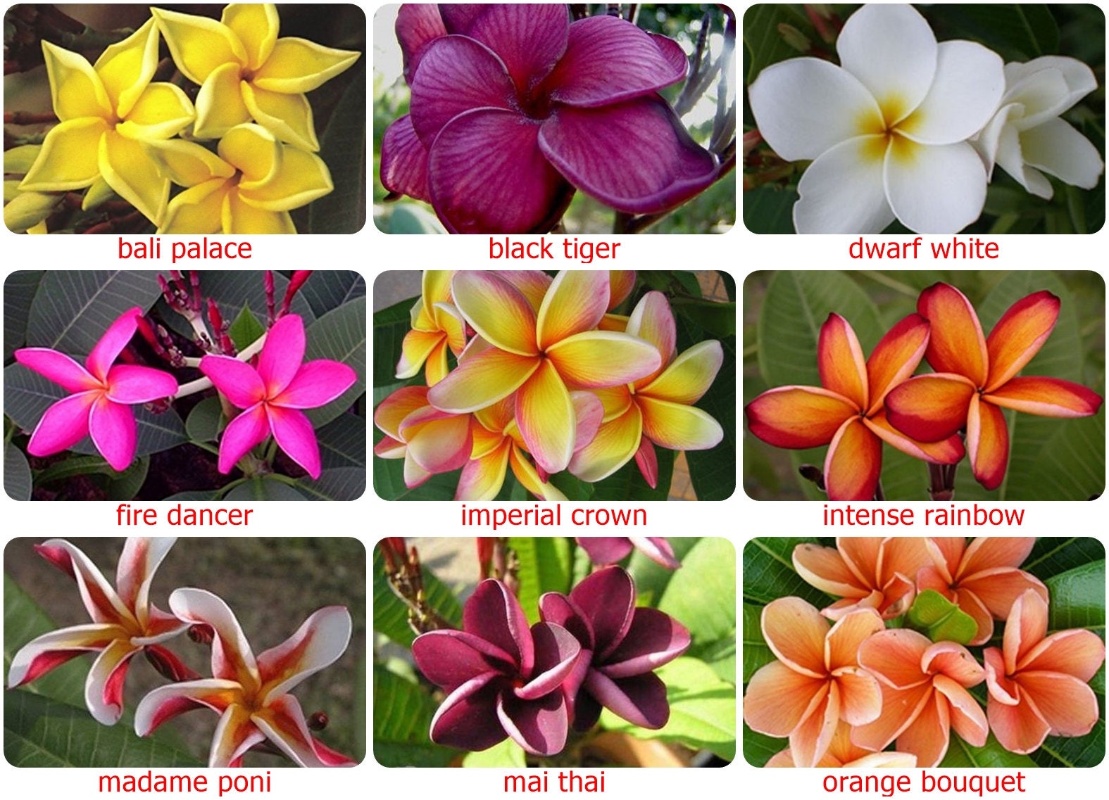 5 semillas frescas de flores tailandesas frangipani PLUMERIA - Etsy México 5 semillas frescas de flores tailandesas frangipani PLUMERIA - Etsy México