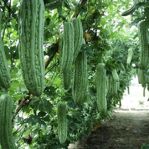 May include: A close-up of a green bitter melon plant with many long, green fruits hanging from the vines. The fruits are covered in bumps and ridges.