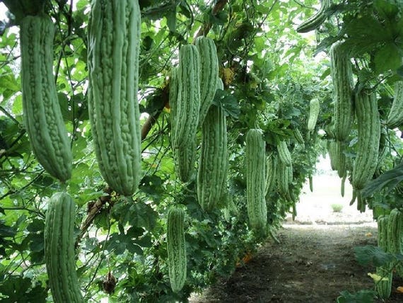 30 Organic Luffa Seeds 2018 as vegetable and sponge Loofah