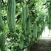 Thai Ridged Luffa, Loofah, Sponge, Chinese Okra, 5 Seeds, LUFFA ...