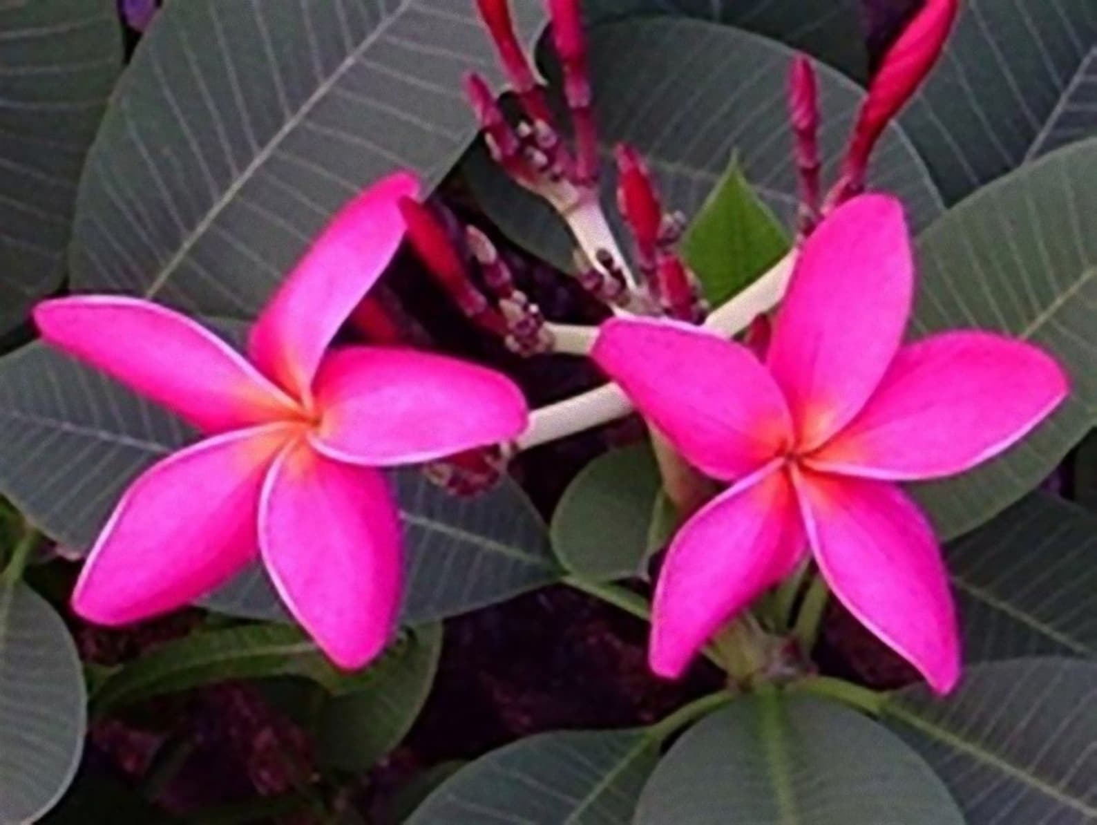 5 Fresh Thai Frangipani Flower Seeds PLUMERIA RUBRA Choose Etsy