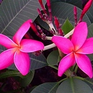 5 Fresh Thai Frangipani Flower Seeds, PLUMERIA RUBRA, choose variety pink, black violet, yellow, orange, white, red seed, lovely scent image 7