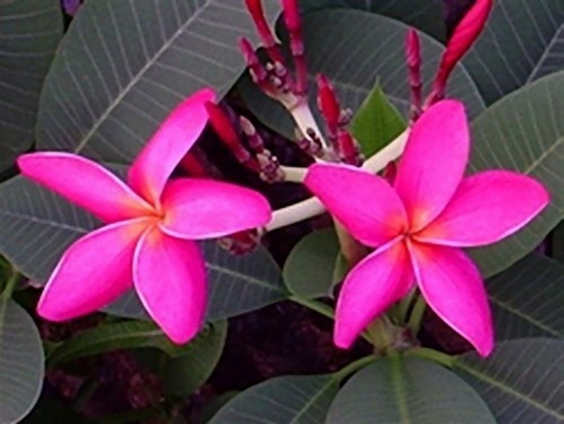 5 Fresh Thai Frangipani Flower Seeds, PLUMERIA RUBRA, choose variety pink, black violet, yellow, orange, white, red seed, lovely scent image 7