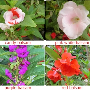 Thai Balsam Impatiens,  25 Seeds Thai Balsam Impatien flowers,Heirloom IMPATIENS BALSAMINA choose - red, pink white, purple or candy colour