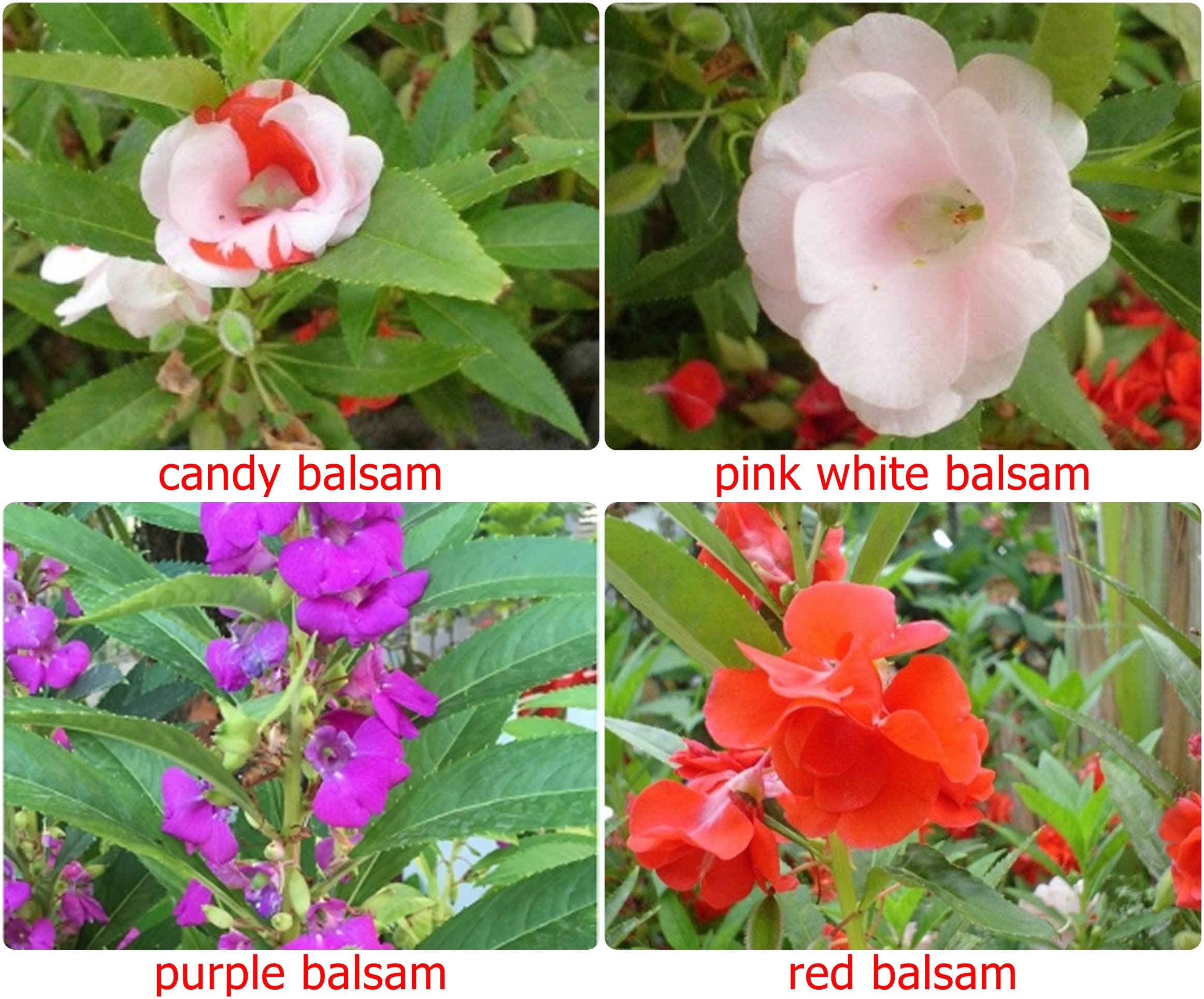 Thai Balsam Impatiens 25 Seeds Thai Balsam Impatien Flowers
