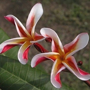 5 Fresh Thai Frangipani Flower Seeds, PLUMERIA RUBRA, choose variety pink, black violet, yellow, orange, white, red seed, lovely scent image 10