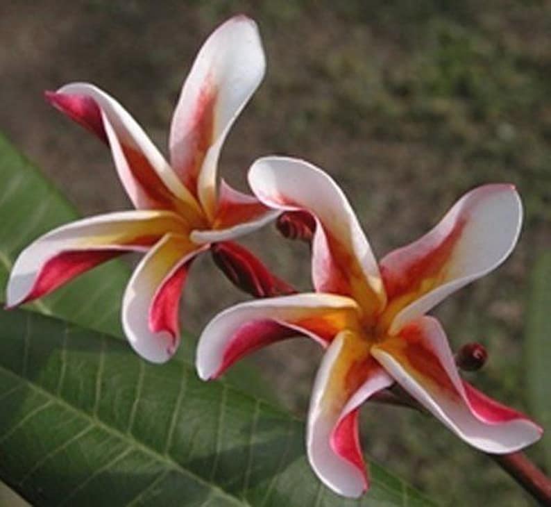 5 Fresh Thai Frangipani Flower Seeds, PLUMERIA RUBRA, choose variety pink, black violet, yellow, orange, white, red seed, lovely scent image 10