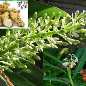 Thai Galangal Seeds, Grow your own, ALPINIA GALANGA, 15 rare vegetable seeds, herb, medicine, pretty flower, from Ginger family, Non GMO, image 6