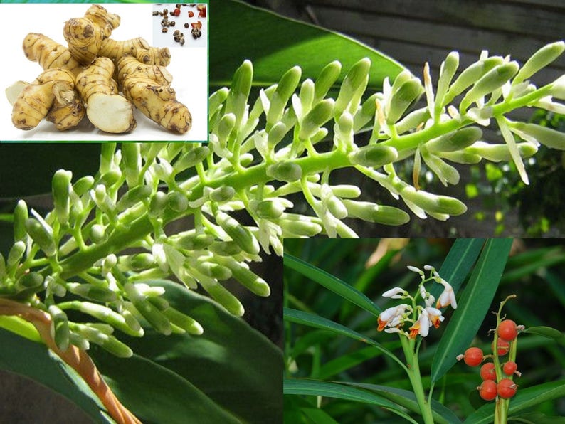 Thai Galangal Seeds, Grow your own, ALPINIA GALANGA, 15 rare vegetable seeds, herb, medicine, pretty flower, from Ginger family, Non GMO, image 6