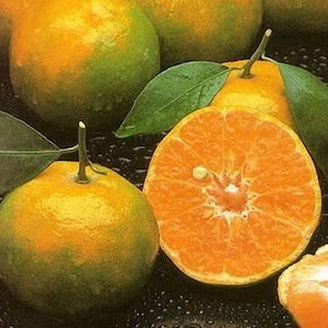Thai Tropical Sweet Tangerine (CITRUS TANGERINA) - 10 Fresh Seeds