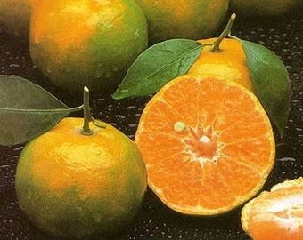 Thai tropical Sweet Tangerine (CITRUS TANGERINA)-10 Fresh Seeds