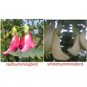 Humming Bird Vegetable, 20 Seeds Sesban, Agasta, SESBANIA GRANDIFLORA