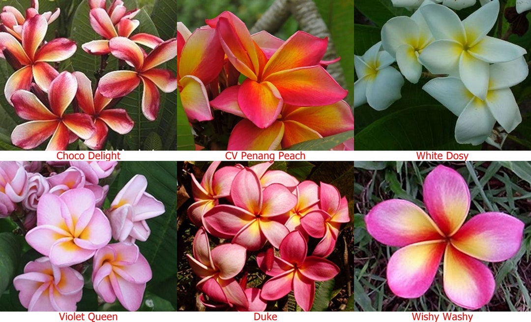 5 Fresh Thai Frangipani Flower Seeds PLUMERIA Rubrachoose Etsy Canada