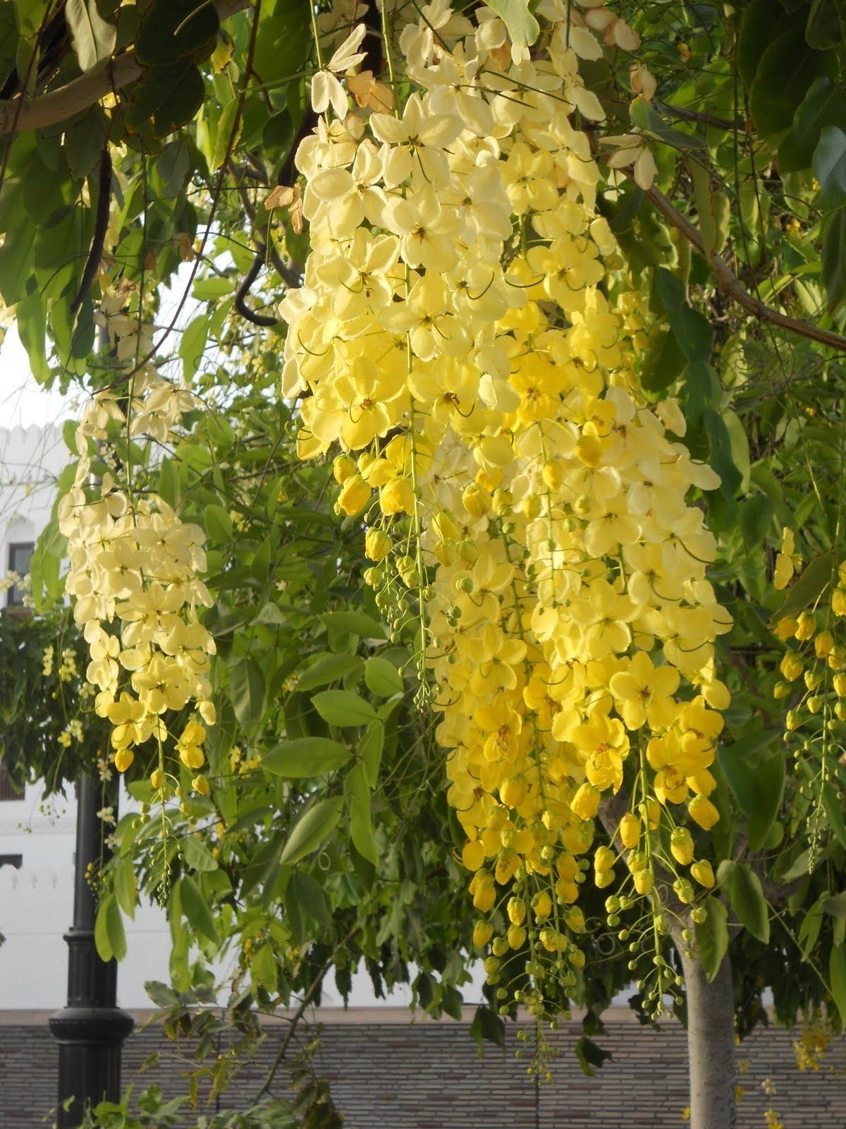 Ornamental Thai Golden Shower Tree, 10 Seeds, CASSIA FISTULA, Very