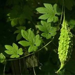 Thai Bitter Gourd, Mara Kee Nok, MOMORDICA CHARANTIA, Bitter Cucumber, short loofah 5 seeds of