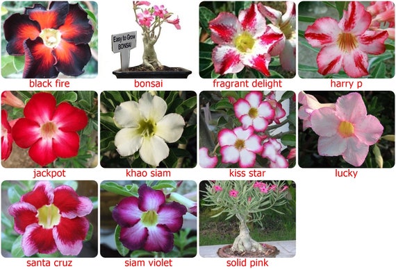 5 Frais Graines Adenium Obesum Fleur Rose Du Désert Couleur Rouge Rose Blanc Violet Bonsaï Et Noir Adenium Choix De Semences De Fleurs