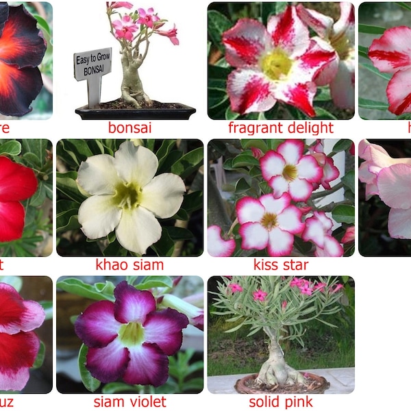 5 Fresh Seeds Adenium,Obesum, Desert Rose Flower - Red, Pink, White, Violet, Bonsai  and Black color - ADENIUM, flower seed choice