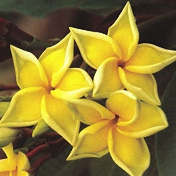 5 Fresh Seeds Frangipani Plumeria Rubra "Bali Palace", gold yellow petals
