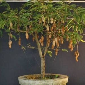 Thai sweet Tamarind seeds, grow in a pot,as a bush or tree, TAMARINDUS INDICA, 10 Fresh Sweet Thai Tamarind Seed