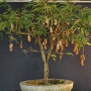 Może przedstawiać: Drzewko bonsai z zielonymi liśćmi i brązowymi owocami rosnące w szarej doniczce. Drzewko znajduje się w pokoju z białą ścianą i ciemnoszarą ścianą z tyłu.
