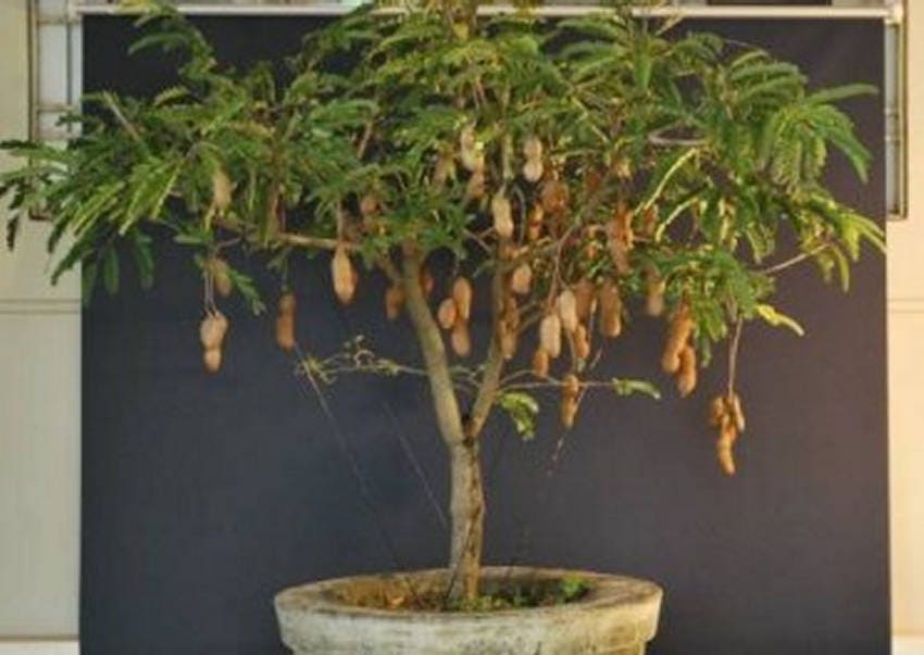 abelia variegata Buy Radiance Abelia Plants & Trees Online main image 0