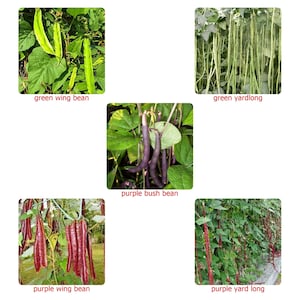 Può includere: Cinque tipi diversi di fagioli che crescono su viti. I fagioli sono verdi, viola e rossi. Le viti sono verdi e frondose. I fagioli sono disposti in uno schema a griglia.