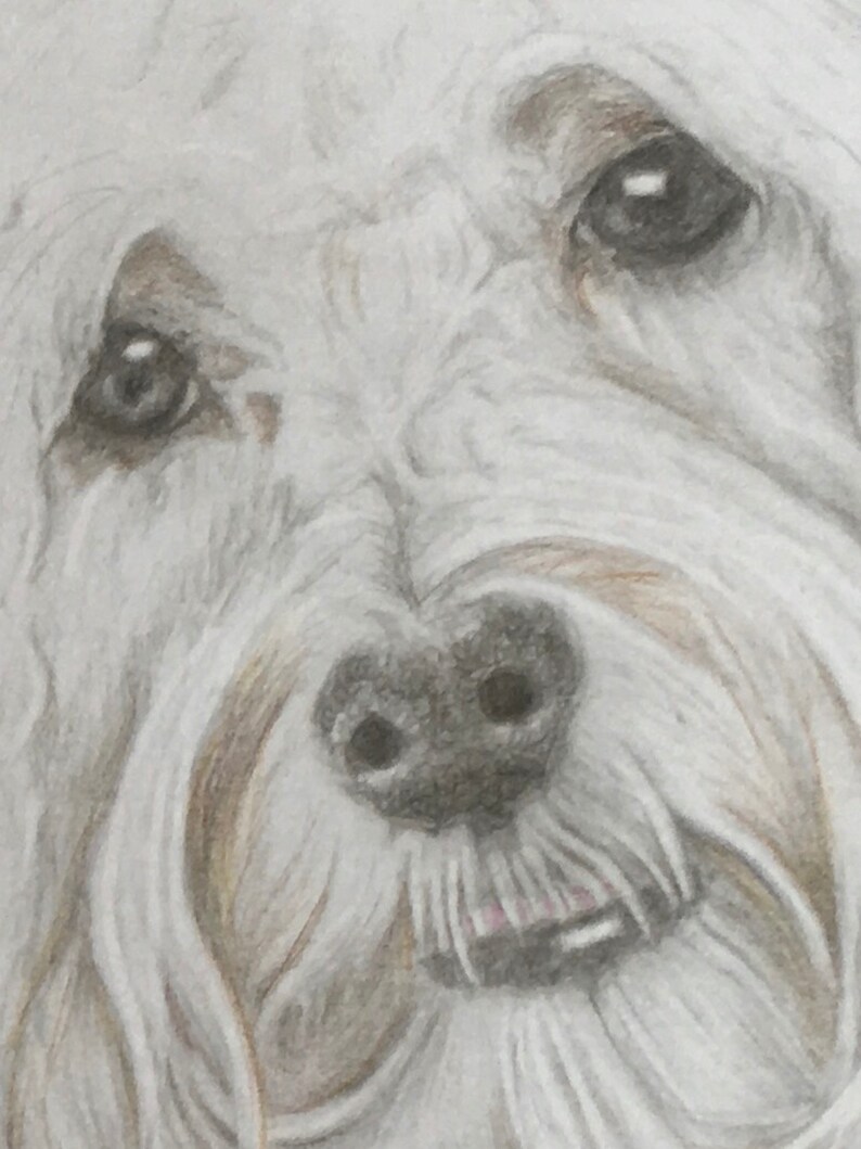 original Bleistift Zeichnung 2 Hunde Etsy