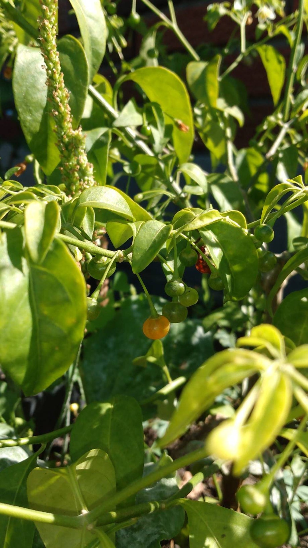 Capsicum Flexuosum or cold Hardy Chilli 5 Ct Etsy