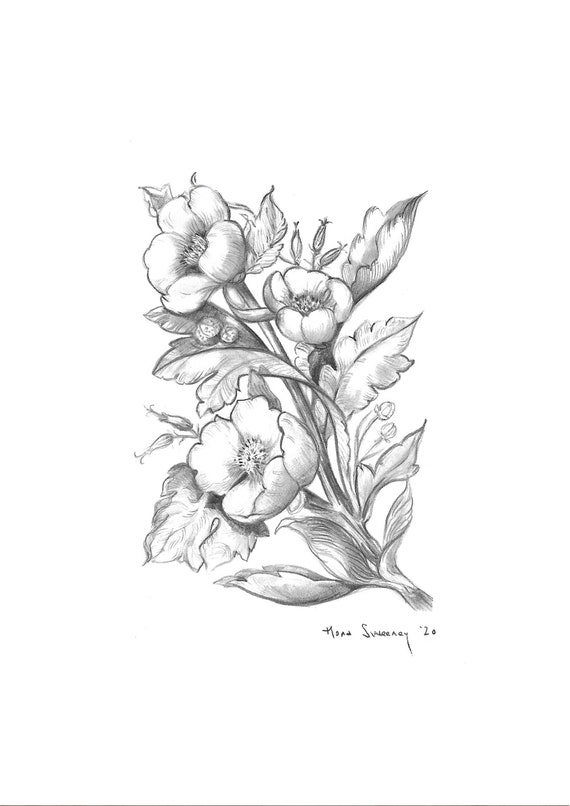 Irish Buttercup Drawing Sketch Etsy