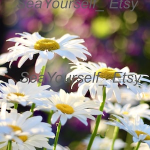 Daisy Flower Garden - Digital Photo Download for Wallpaper