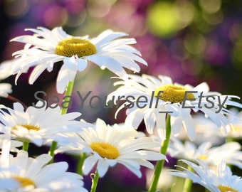 Daisy Flower Garden - Digital Photo Download for Wallpaper