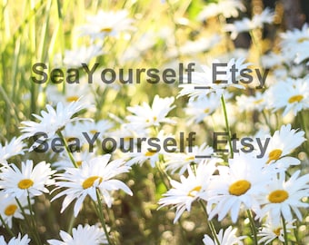 Daisy Flower Garden - Digital Photo Download for Wallpaper