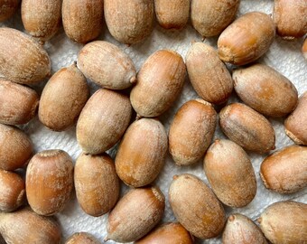Wild Harvested California Black Oak Acorns, No Caps. California Native Tree, Decoration, Fun, Germination