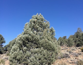 Wild Grown Piñon Pine Needle Tincture From the CA High Desert, Organic, Sustainably Harvested, 190 Proof 190 Proof, Raw Perfume Materials