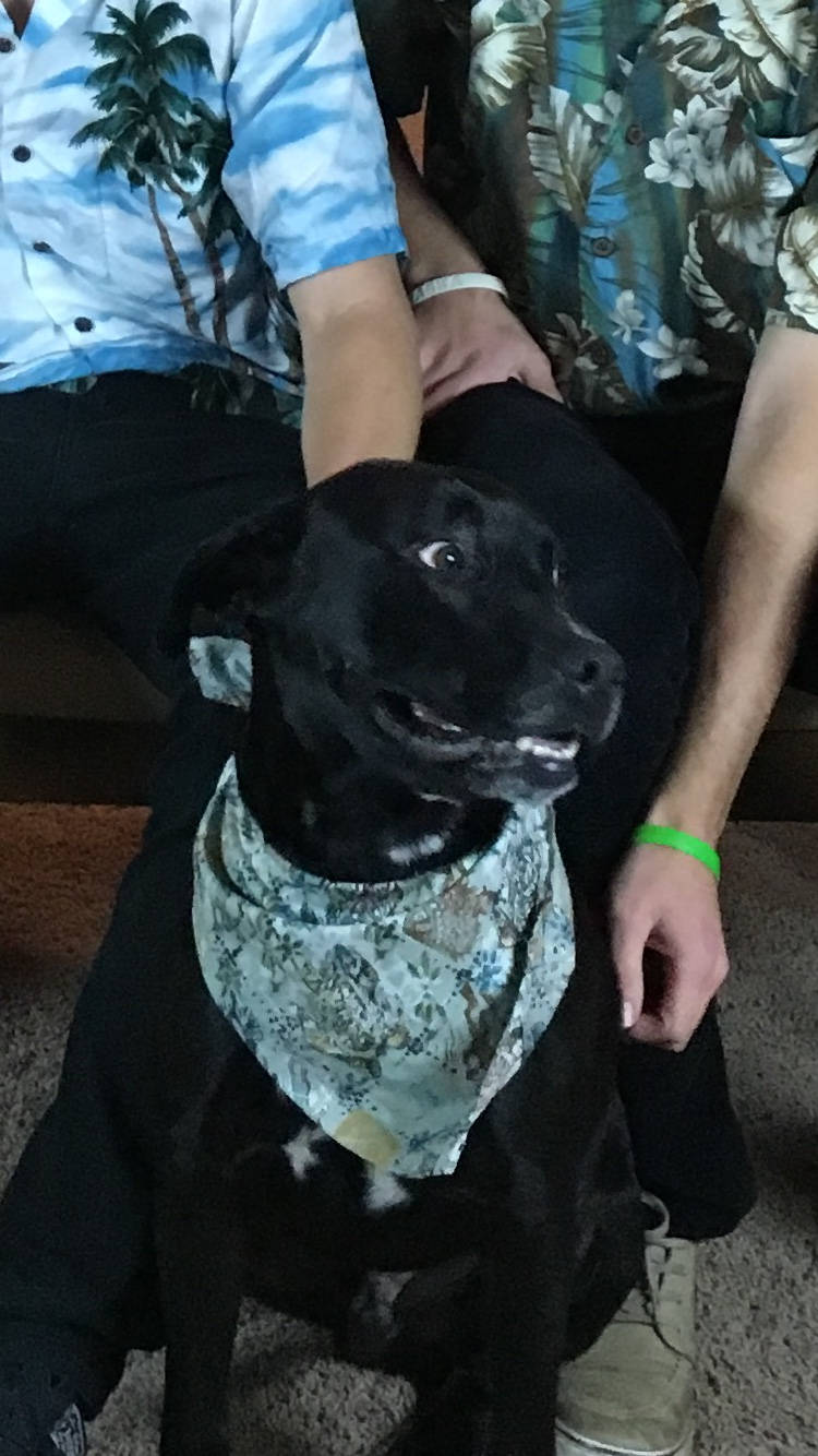 Bandana Chien Hawaïen