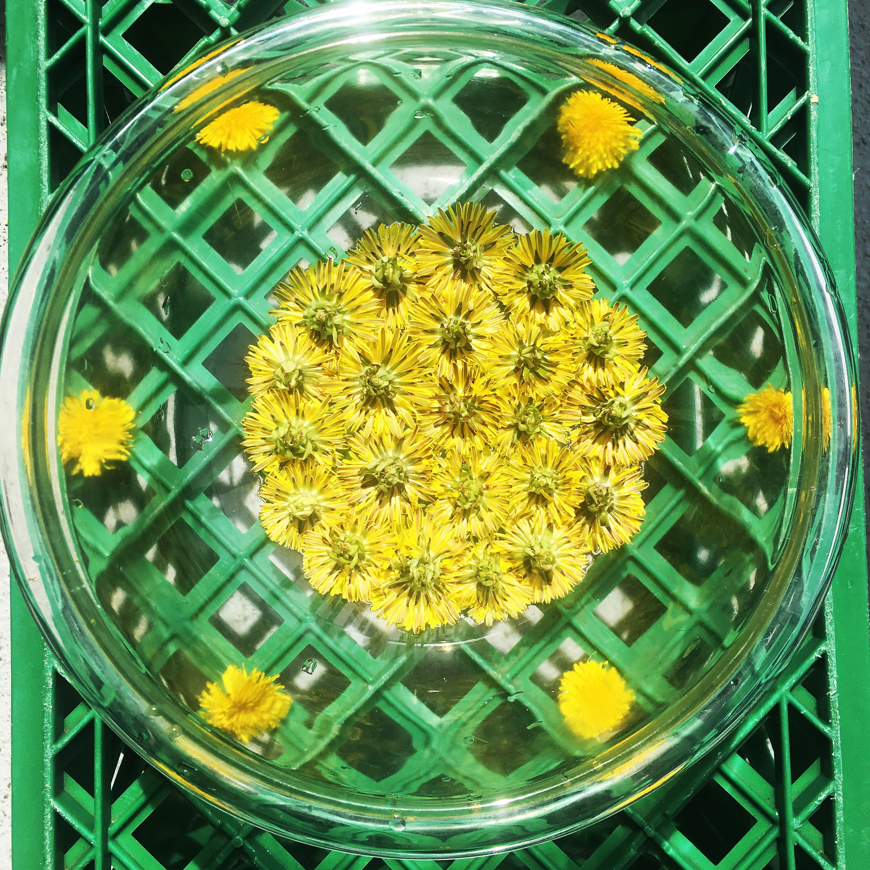 Dandelion Flower Essence  Etsy
