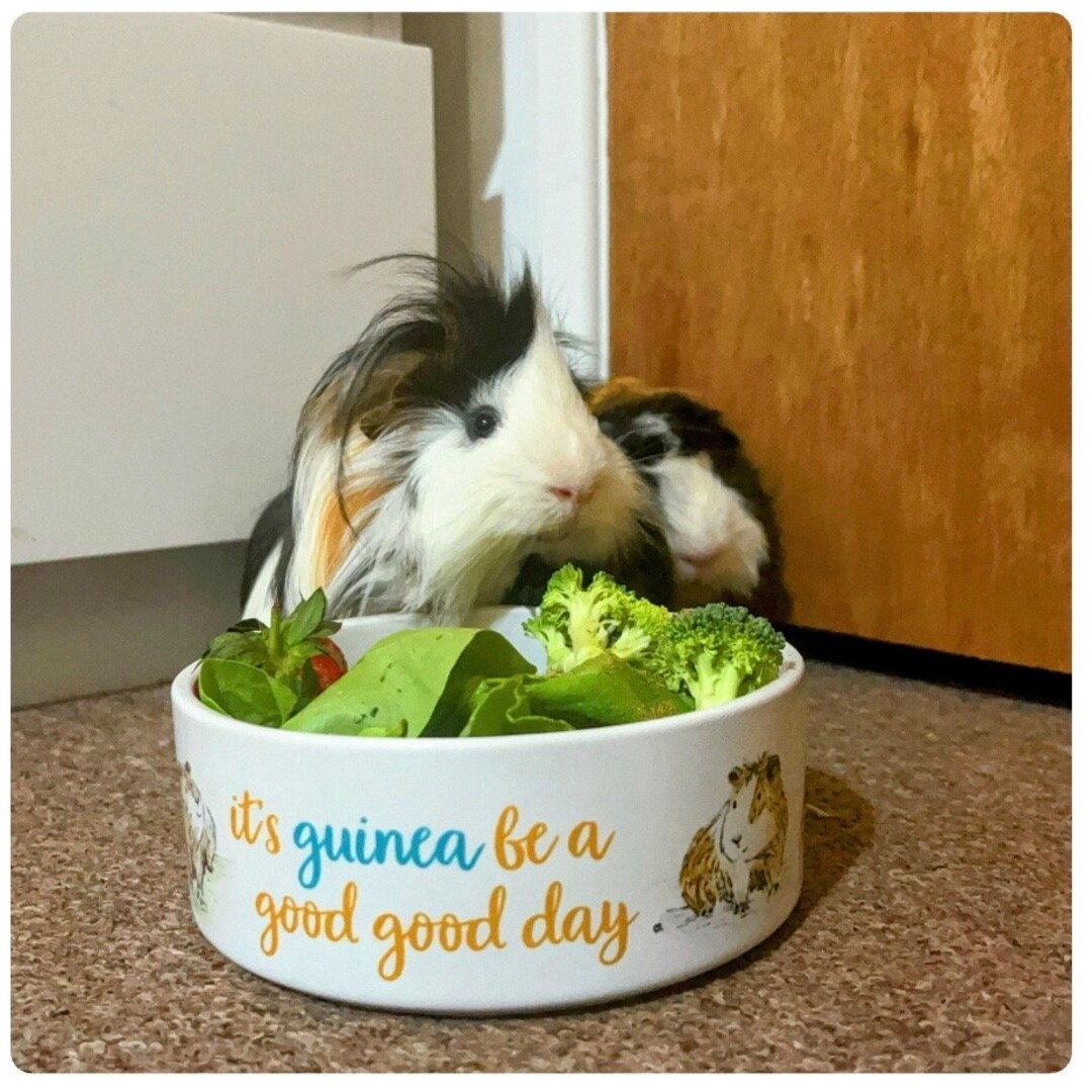 Gallery Detail: Guinea Pig Large Pet Bowl