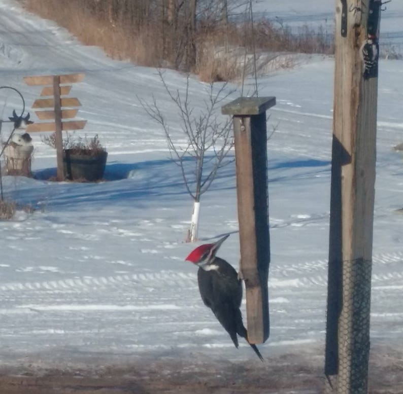 Triple Stack Cedar Suet Feeder With Tail Rest. Etsy