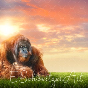 Könnte beinhalten: Ein großer, rotbrauner Orang-Utan sitzt in einem grasbewachsenen Feld mit einem Sonnenuntergangshimmel im Hintergrund. Der Orang-Utan hat einen ernsten Gesichtsausdruck und schaut direkt in die Kamera.