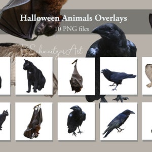 Könnte beinhalten: Zehn digitale Bilder von Halloween-Tieren, darunter eine schwarze Katze, eine Eule, eine Fledermaus und ein Rabe. Die Bilder haben einen weißen Hintergrund und können als Überlagerungen verwendet werden.