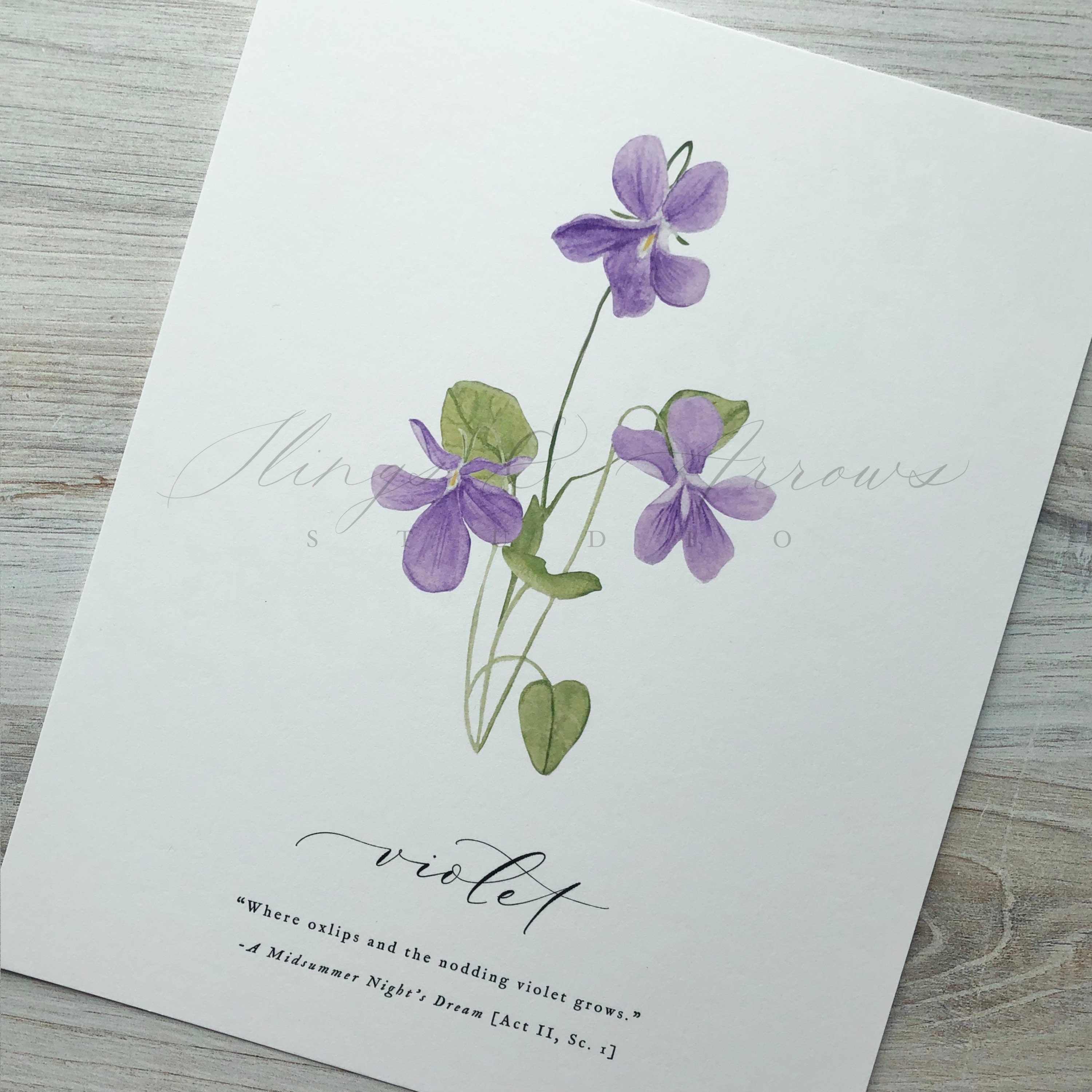 Shakespeare Garden Violet Violets Watercolor Painting Etsy