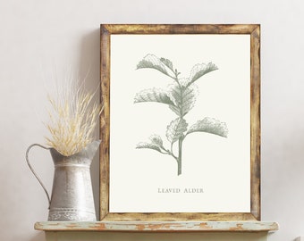 Blatterle Vintage botanischer Druck, Vintage Botanicals, Bauernhaus-Wanddekor, druckbare Wandkunst für Bauernhaus-Dekor, Pflanzenwandkunst