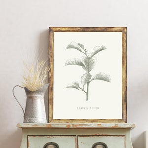 Leaved Alder Vintage Botanical Print, Vintage Botanicals, Farmhouse Wall Decor, Printable Wall Art for Farmhouse Home Decor, Plant Wall Art