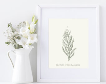 Vintage Tamarisk Flowers Botanical Print, Farmhouse Decor (Digital Download)