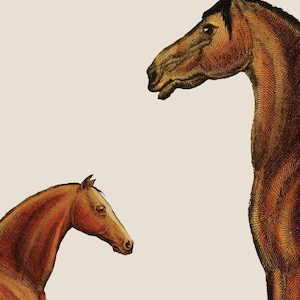May include: A vintage-style illustration featuring two brown horses of different sizes. The larger horse is positioned on the right, facing left, while a smaller horse is on the left, facing right. Both horses have detailed, textured coats.
