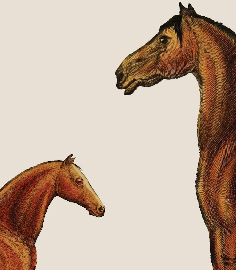 May include: A vintage-style illustration featuring two brown horses of different sizes. The larger horse is positioned on the right, facing left, while a smaller horse is on the left, facing right. Both horses have detailed, textured coats.